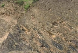 十堰发现3亿多年前古植物化石群 属湖北省首次发现